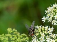 Graue Fleischfliege